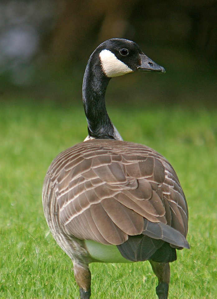 016 - CACKLING GOOSE (11-14-06) taverneri-leucopareia, sloco, ca (3)