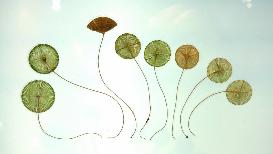 Aquatic plant flora