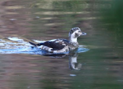 DUCK, LONG-TAILED (11-4-11) pena blanca lake, scc, az -03