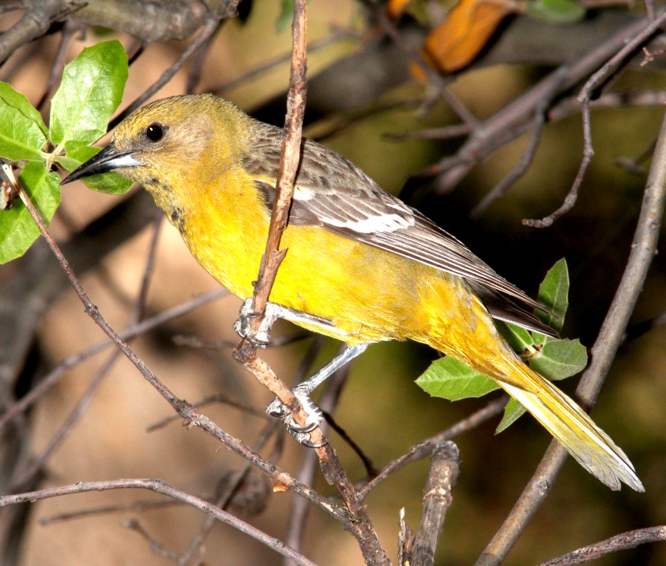 952 - SCOTT'S ORIOLE (4-26-13) sunshine flats cg, cave creek, cochise co, az  (3)