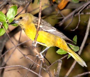 952 - SCOTT'S ORIOLE (4-26-13) sunshine flats cg, cave creek, cochise co, az  (3)