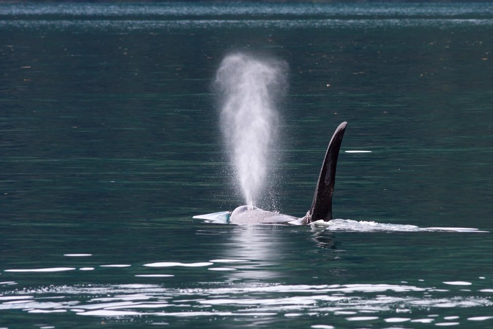 IMG 9334Orca