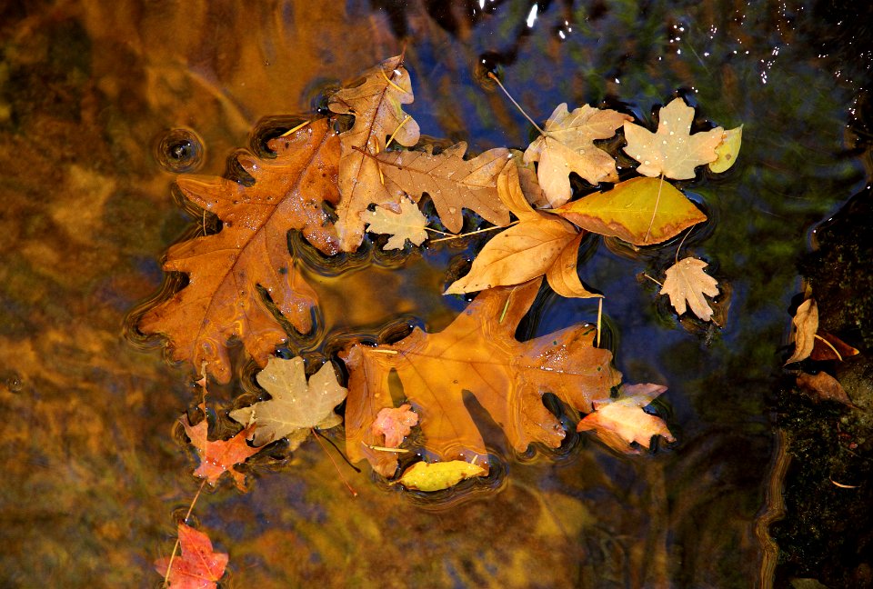 HUACHUCA MOUNTAINS, Garden Canyon, AZ -21b (11-1-11) fall color