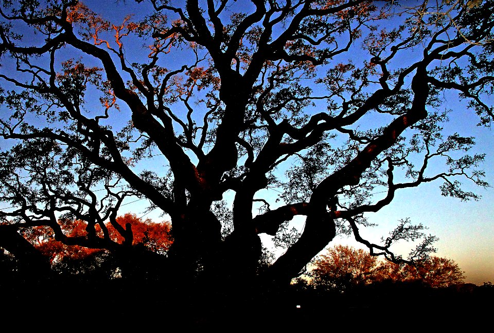 OLD OAK TREE (3-26-13) goose island state park, tx -02f