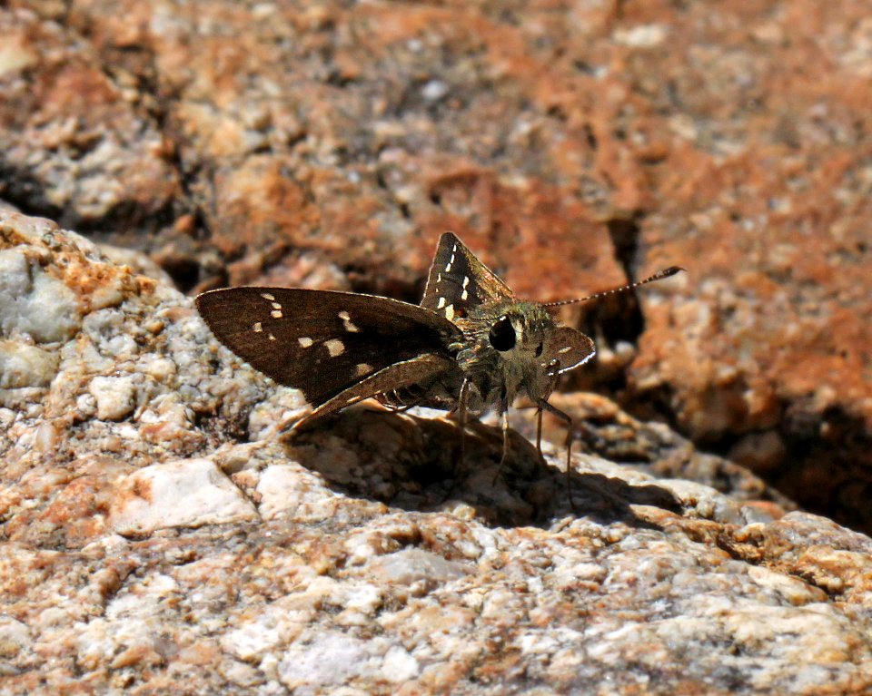 ROADSIDE-SKIPPER, TOLTEC (Amblyscirtes tolteca) (9-16-12) california gulch, scc, az -02