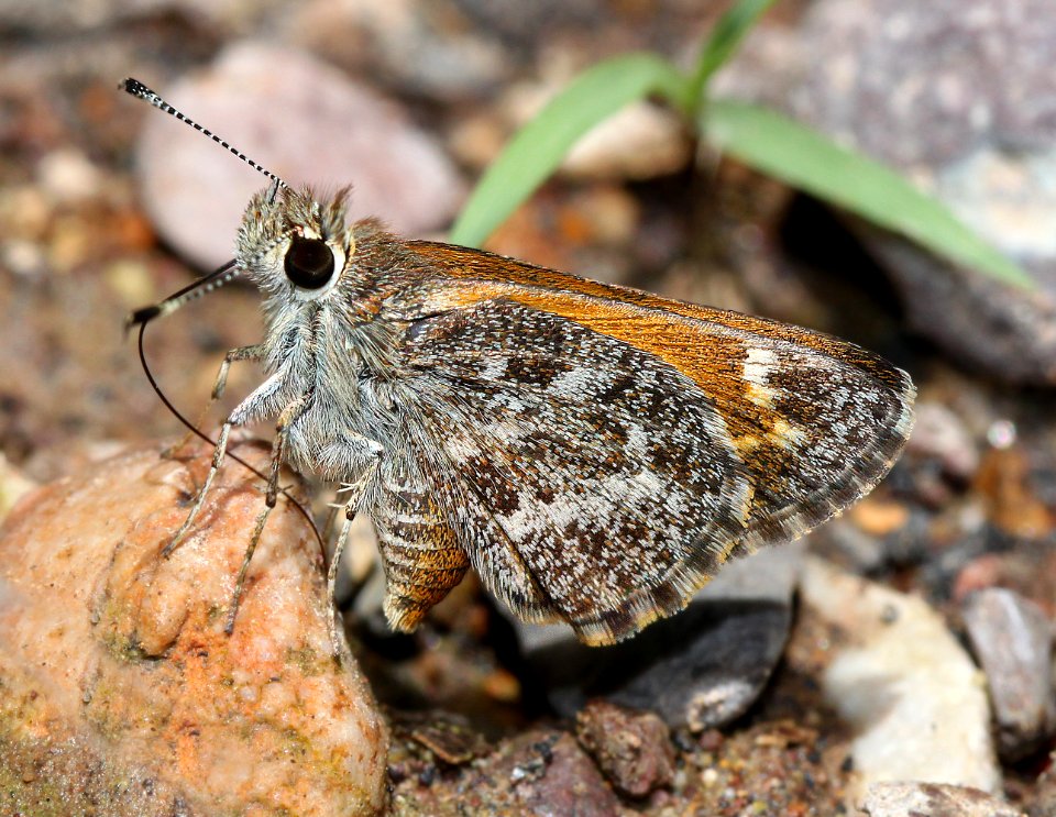 ROADSIDE-SKIPPER, CASSUS (Amblyscirtes cassus) (7-21-12) harshaw road, patagonia mts, scc, az -01