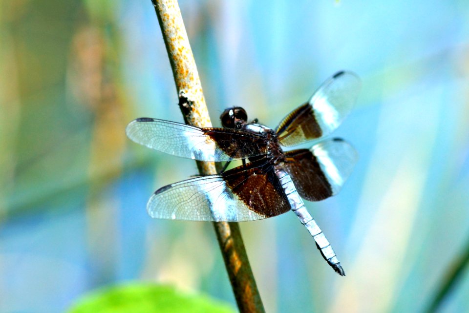 Widow Skimmer -King Skimmer