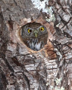 458 - PYGMY OWL (4-28-13) miller cyn, cochise co, az 03a