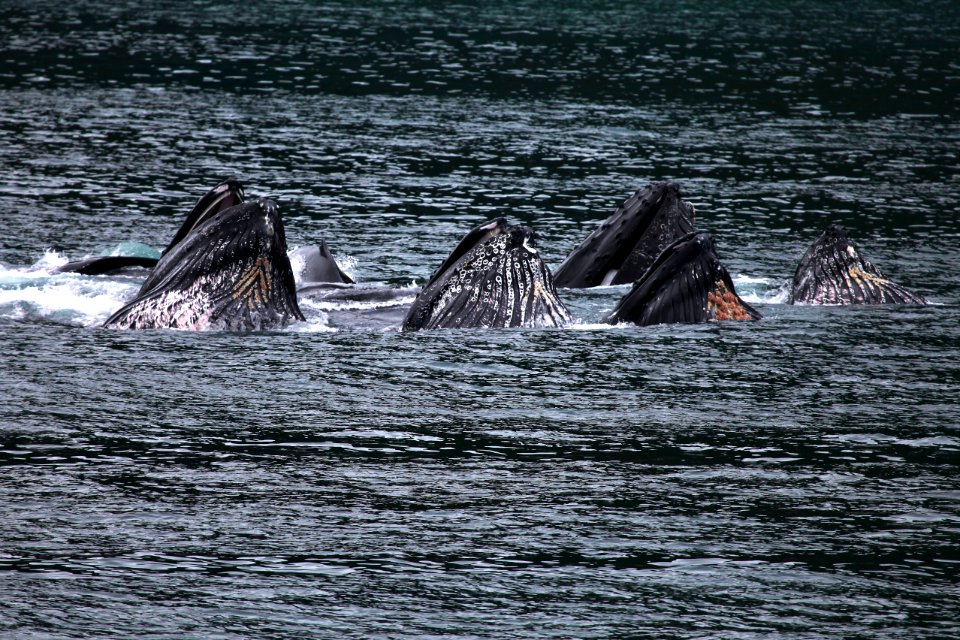 Humpback whales "bubble-net" feeding