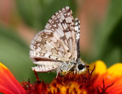 CHECKERED-SKIPPER, COMMON (Pyrgus communis) (10-29-11) 78 circulo montana, patagonia lake ranch estates, scc, az -04