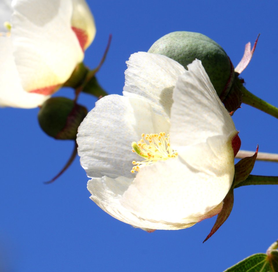 COTTON, WILD (Gossypium thurberi) (10-5-12) alamo side cyn off ruby rd, scc, az -01