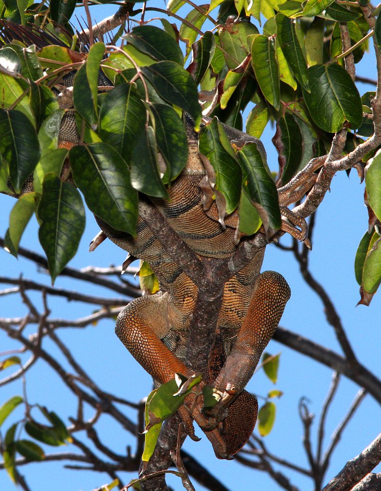COMMON GREEN IGUANA (Iguana iguana) (3-9-13) key west tropical forest and botanical garden, key west, monroe co, fl -03