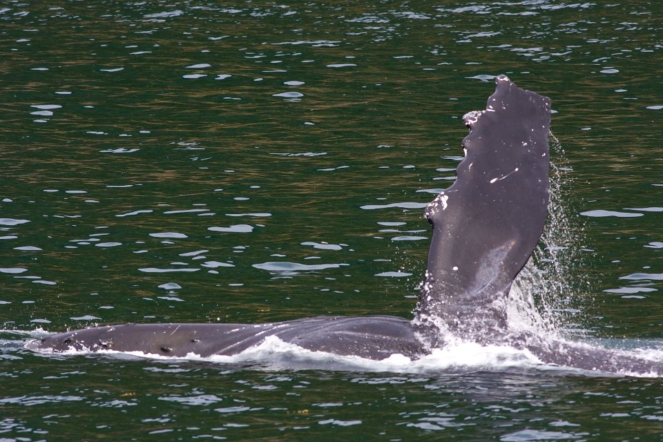 Humpback "pec-slapping"