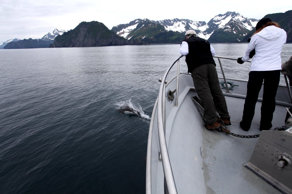 Dall's porpoise bow riding