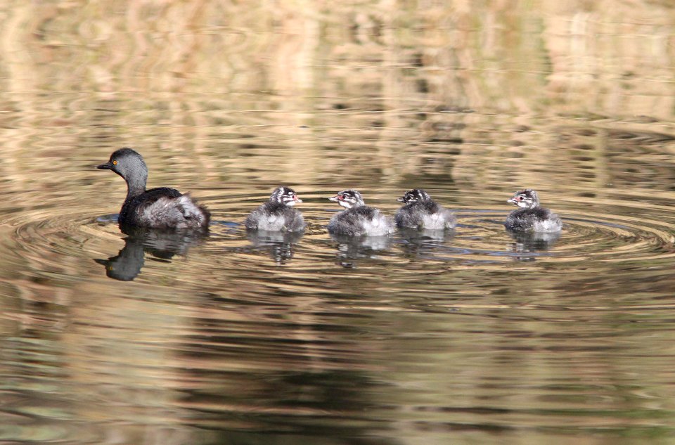 GREBE, LEAST (10-20-11) pena blanca lake, scc, az -02