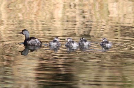 GREBE, LEAST (10-20-11) pena blanca lake, scc, az -02