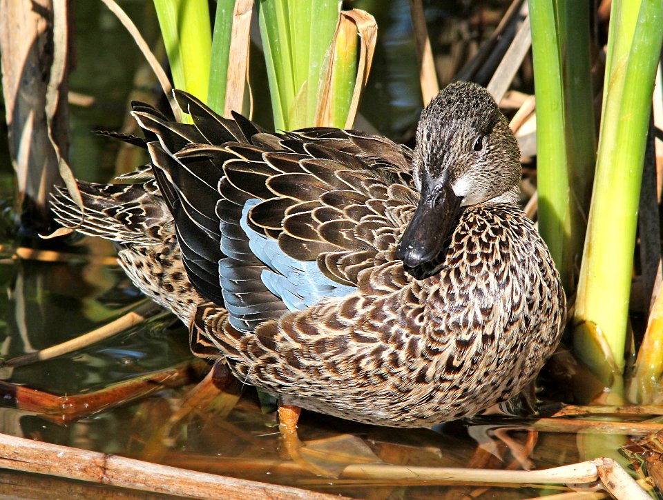 032 - BLUE-WINGED TEAL (3-26-13) mustang island, nueces co, tx  (6)