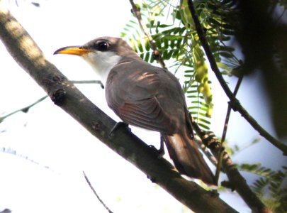 CUCKOO, YELLOW-BILLED (6-30-12) with both cormorants, patagonia lake, scc, az -03