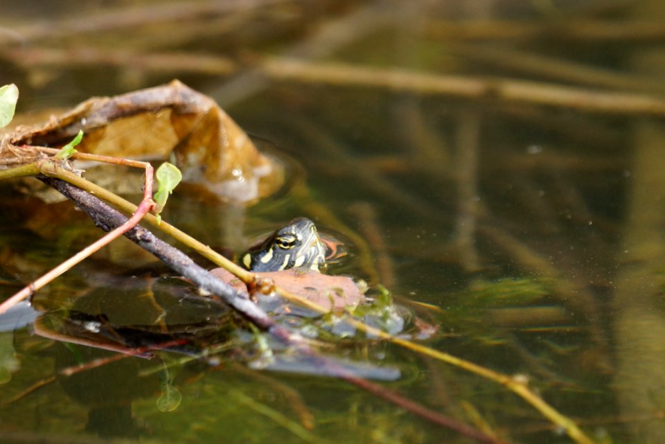 Up for air - Northern Red-bellied Cooter (Pseudemys rubriventris)
