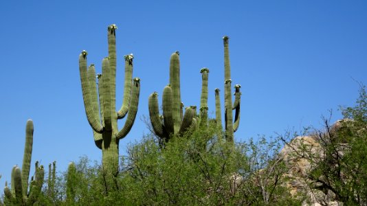 2018.05.19 Catalina State Park