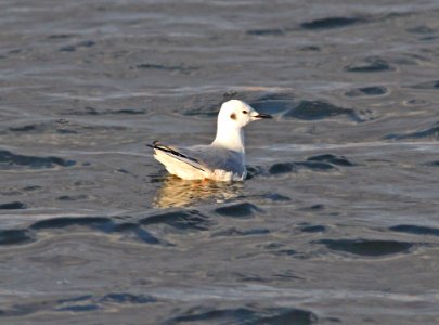 GULL, BONAPARTE'S (12-17-11) patagonia lake, scc, az -02 cbc