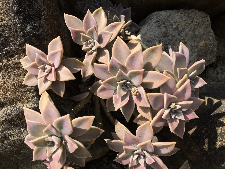 Flowers succulents echeveria