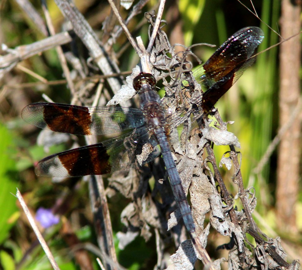 BAND-WINGED DRAGONLET (Erithrodiplax umbrata) (3-3-13) evrgades national park, monroe co, fl -01