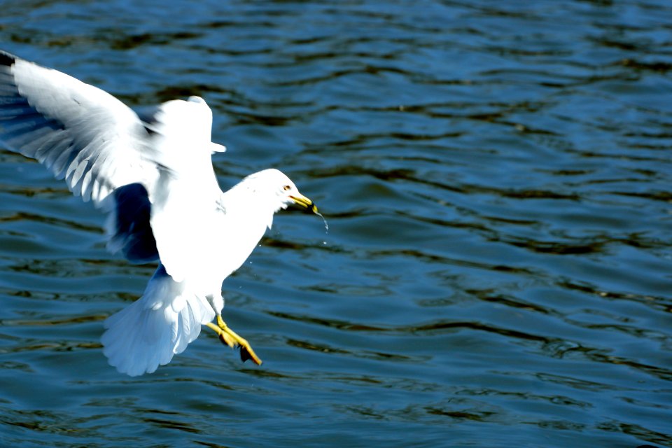 Ring Billed Gull in Flight