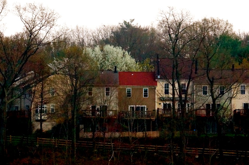 Germantown Backyard