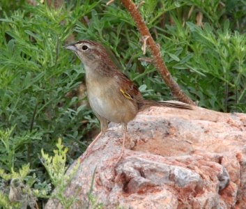SPARROW, BOTTERI'S (7-12-12) 78 circulo montana, patagonia lake ranch estates, scc, az -03