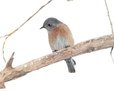 BLUEBIRD, WESTERN (11-23-11) santa gertrudis lane, scc, az -04