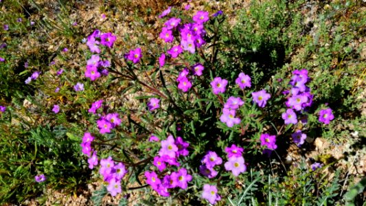 2019.04.07 Catalina State Park