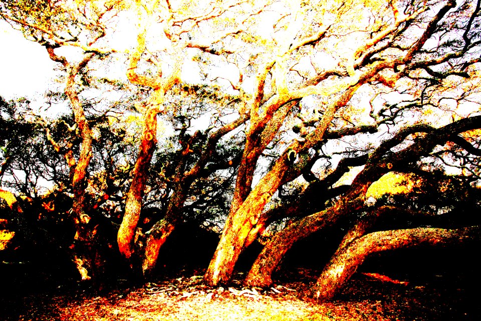 OLD OAK TREE (3-26-13) goose island state park, tx -04d