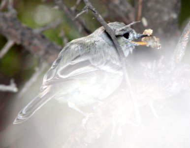 FLYCATCHER, GRAY (4-1-12) patagonia, scc, az -04
