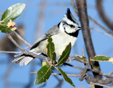 TITMOUSE, BRIDLED (12-10-10) Flux Cyn Rd, Santa Cruz Co, AZ -01