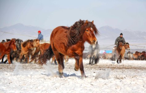 Mongolian horse