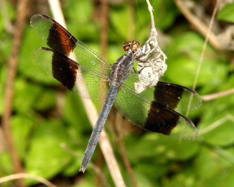 DRAGONLET, BAND-WINGED (Erythrodiplax umbrata) (4-20-12) sabal palm sanctuary, brownsville, tx -01 - Copy