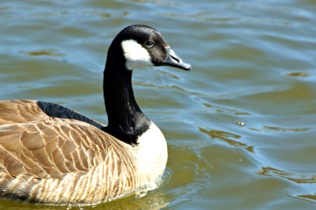 Loose Goose