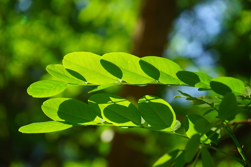 Robinia leaf veins filigree