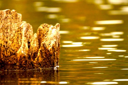Dead Tree Stump - Little Seneca Lake -Montgomery County Maryland