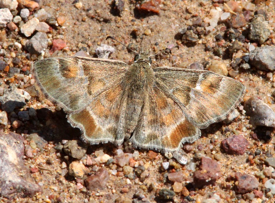POWDERED-SKIPPER, ARIZONA (Systasea zampa) (9-10-12) california gulch, scc, az -02