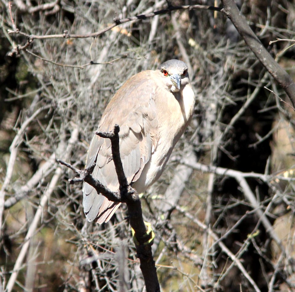NIGHT-HERON, BLACK-CROWNED (1-5-13) imm with intermediate plumage, patagonia lake, scc, az -01