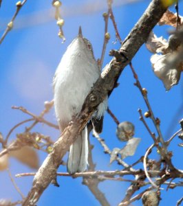 GNATCATCHER, BLACK-CAPPED (3-21-12) patagonia lake state park, scc, az -04