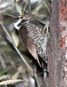 WOODPECKER, ARIZONA (10-29-11) humboldt cyn, patagonia hills, scc, az -01