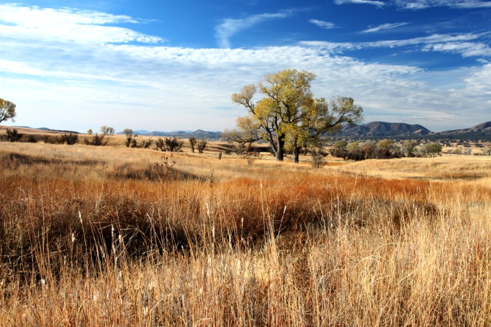 SAN RAFAEL VALLEY GRASSLANDS, SE of Patagonia, scc, az (11-15-12) -16 looking s toward s end of patagonia mts