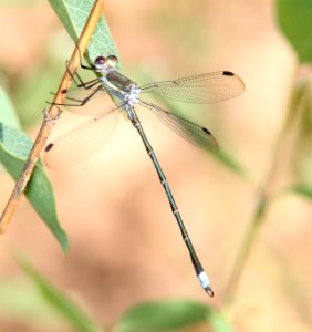 SPREADWING, GREAT (Archilastes grandis) (10-21-10) pena blanca lake, scc, az -01