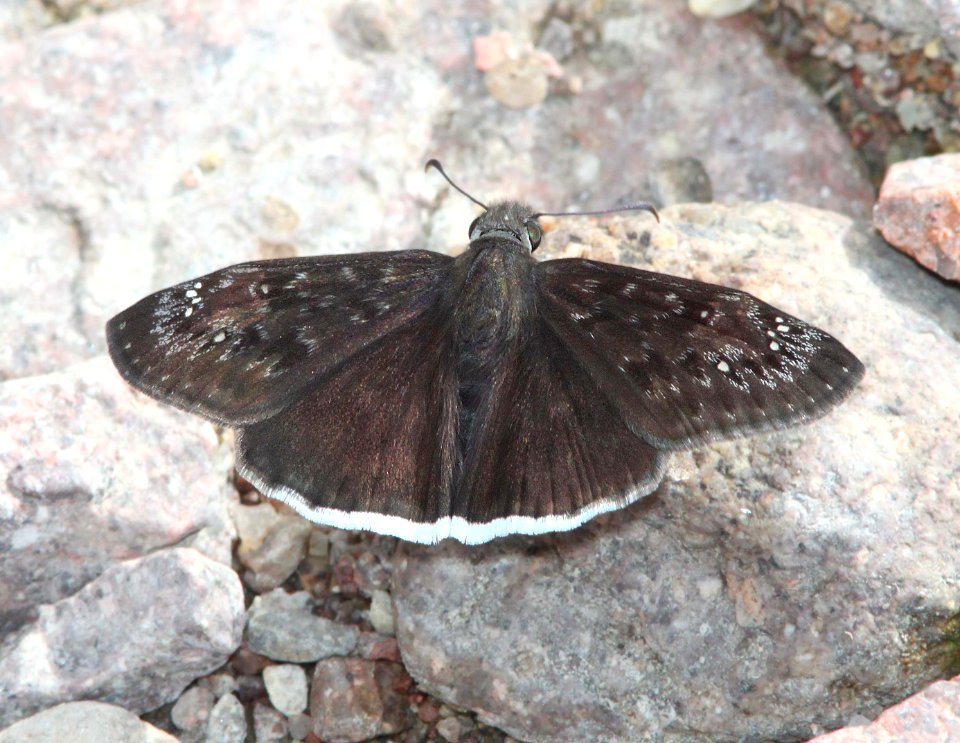 DUSKYWING, MOURNFUL (Erynnis tristis) (9-1-11) pena blanca lake, scc, az -01