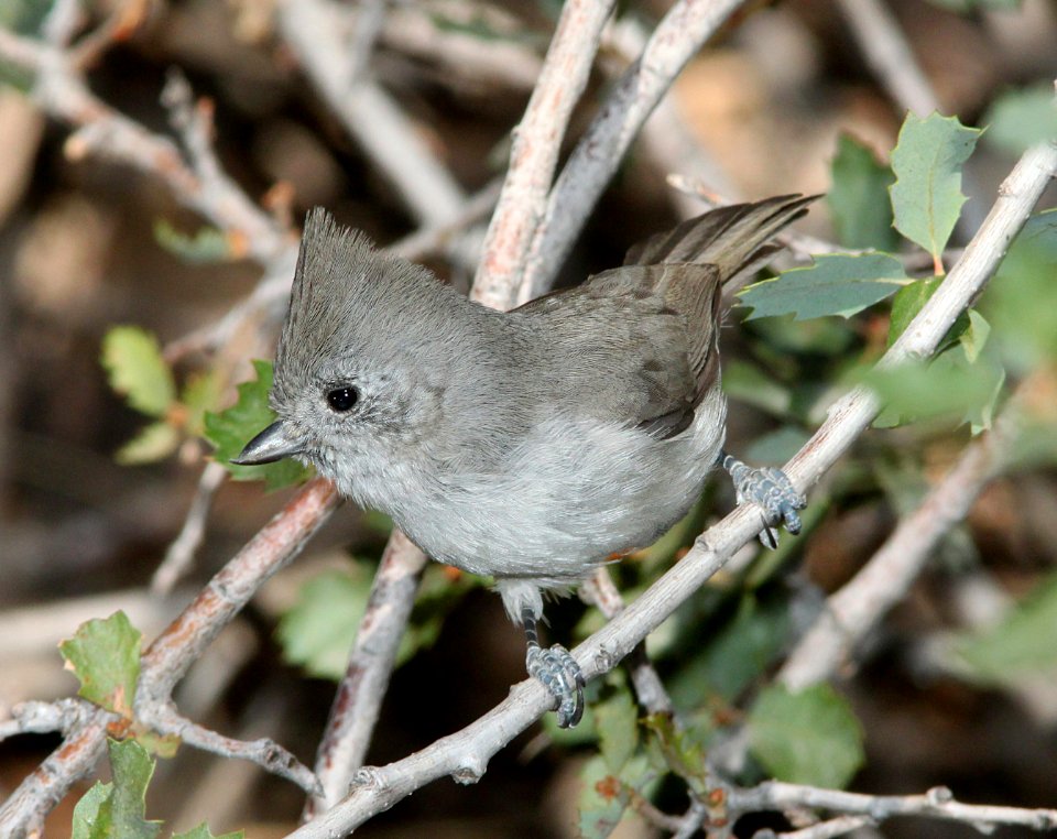 TITMOUSE, OAK (9-21-09) Cottonwood Springs, Carrizo Nat Monument, SLO Co, CA -02