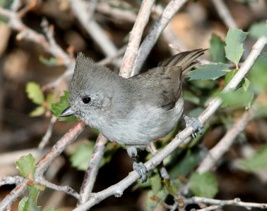 TITMOUSE, OAK (9-21-09) Cottonwood Springs, Carrizo Nat Monument, SLO Co, CA -02