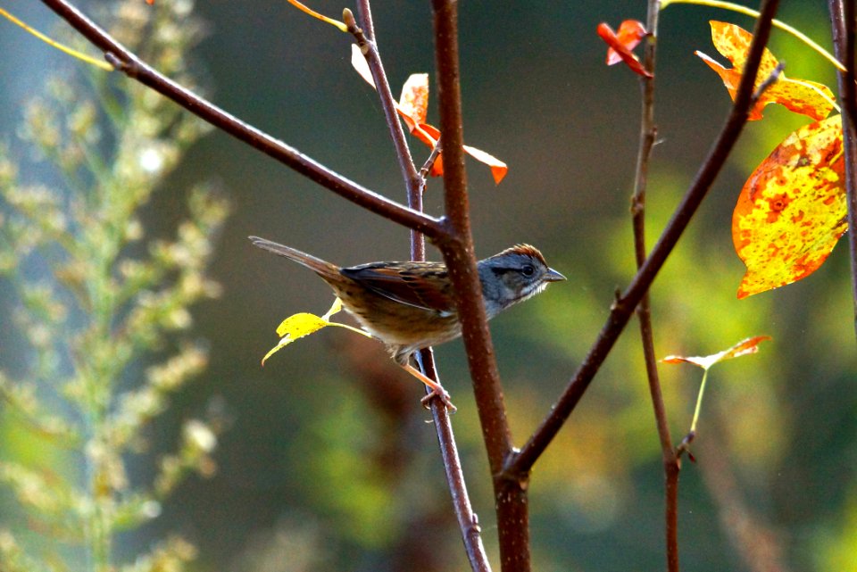 Swamp Sparrow (Melospiza georgiana), Boyds MD